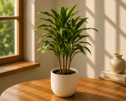 SBL - CORDYLINE AUSTRA